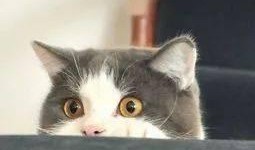 爆料泰国肥猫是谁啊视频,爆红网络背后的故事